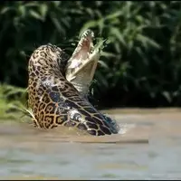  جگوار یک کروکودیل را زیر آب شکار کرد