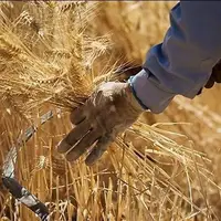 خرید تضمینی ۲۰ هزار تن گندم طی ۱۳ روز اخیر در همدان