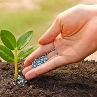 جایگزینی مناسب برای کودهای شیمیایی در مناطق اسیدی و کم‌فسفر