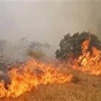 77 فقره آتش سوزی در مراتع و جنگل های استان