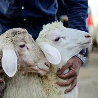 توصیه‌های دامپزشکی مازندران برای ذبح دام در ایام محرم