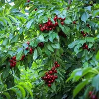 پیش‌بینی برداشت ۲۱ هزار تن میوه هسته‌دار در کهگیلویه و بویراحمد