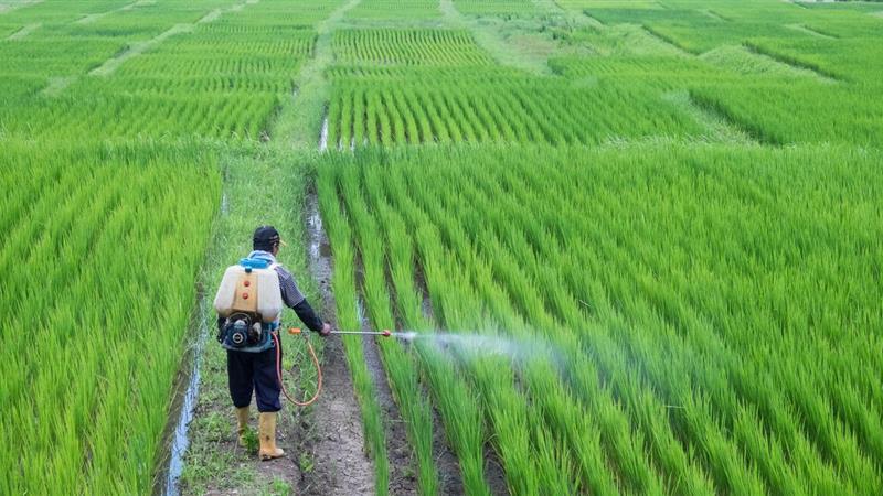 مدیریت هوشمند آفات در ایلام؛ از کنترل تهدید تا تضمین تولید