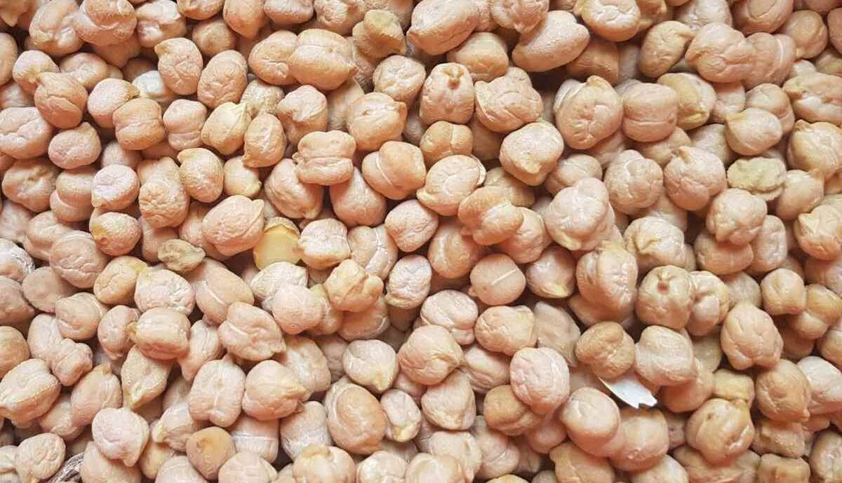 برداشت نخود از مزارع مهاباد آغاز شد؛ پیش‌بینی تولید 4 هزار تُن
