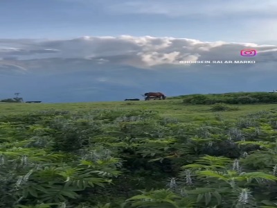 طبیعت بکر ییلاقات ماسال