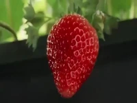 مزرعه گلخانه‌ای و اتوماتیک توت فرنگی