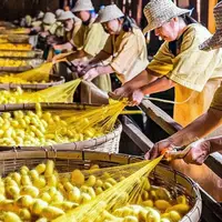 فرآیند پرورش کرم ابریشم و تولید نخ و پارچه ابریشمی