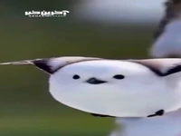 پری‌برفی ژاپنی؛ پرنده‌ای که گویی از برف متولد شده است!