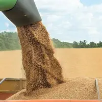 آغاز برداشت گندم از اراضی شمال استان کرمان