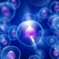 بهبود روش انتقال سلول بنیادی برای ترمیم بافت غضروف