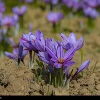 عصاره زعفران با نام تجاری «ممتاز قائنات و سرگل» استاندارد جعلی دارد