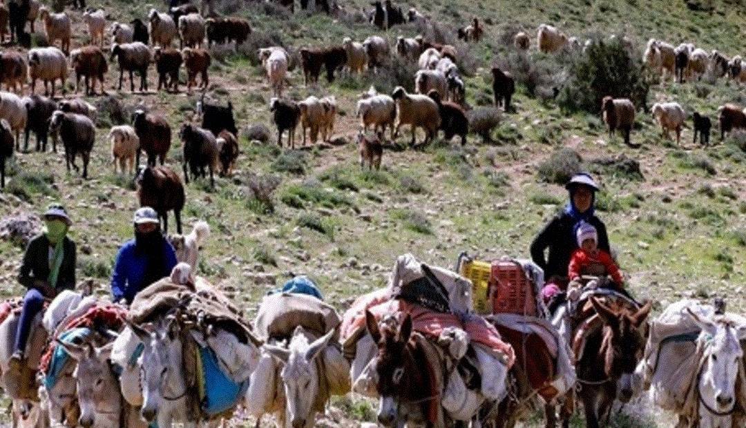  استقرار عشایر کوچ رو شهرستان‌های شمال آذربایجان غربی در ییلاقات چالدران