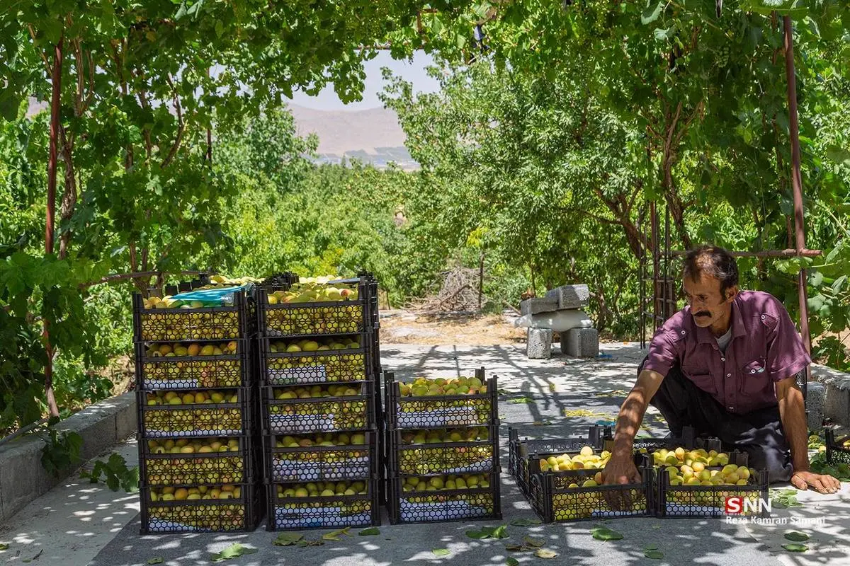 برداشت زردآلو در شهرستان سامان