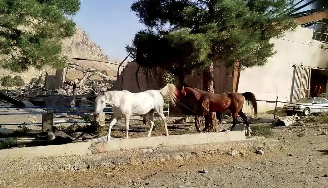 ترکش‌‏ها حیوانات را کشتند