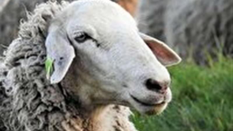 ذبح دام در معابر عمومی ممنوع است
