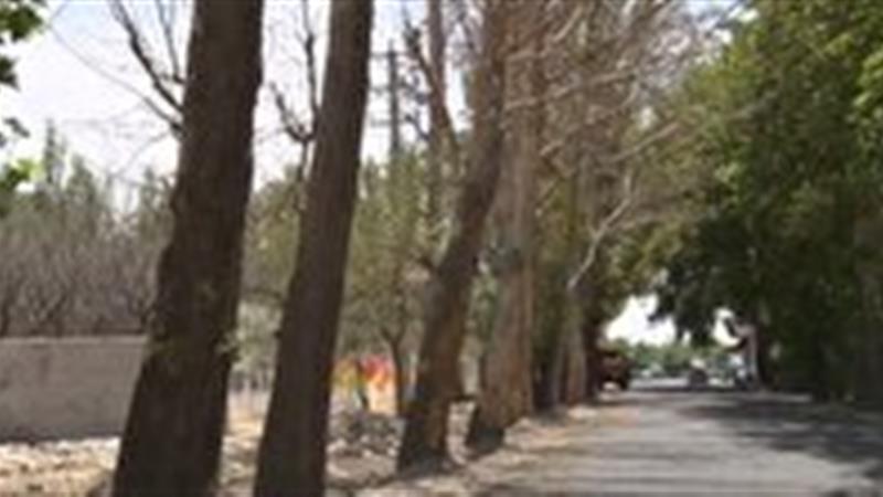 درختان چنار در تهراندشت ایستاده می‌میرند