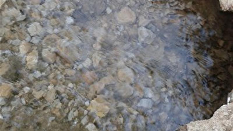 استفاده از گزینه‌های جایگزینِ چمن برای پوشش فضای سبز