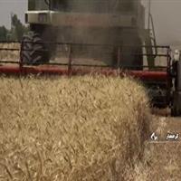 تحویل بیش از  ۸ هزار محموله گندم در استان سمنان