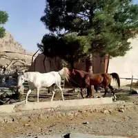 ترکش‌‏ها حیوانات را کشتند