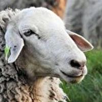 ذبح دام در معابر عمومی ممنوع است