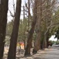 درختان چنار در تهراندشت ایستاده می‌میرند