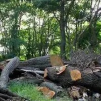 دستگیری متخلف قطع درختان در دشت برم کازرون