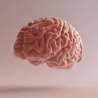 ۶ میوه تقویت کننده حافظه