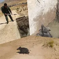 نجات یک رأس گراز وحشی در چاه آب در شهرستان رومشکان