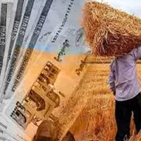 زمان پرداخت مطالبات و خسارات گندم‌کاران گلستانی اعلام شد