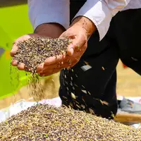 ۲۳ هزار تن کلزا در مازندران خرید تضمینی شد