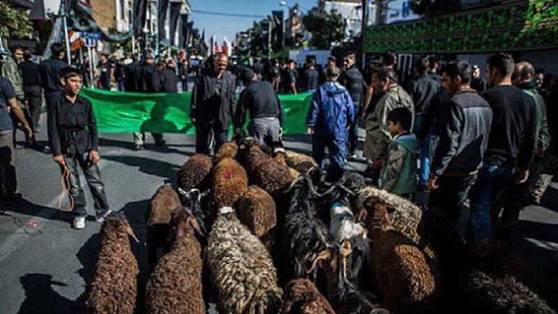 ۳۳ اکیپ دامپزشکی آماده خدمت عاشورایی