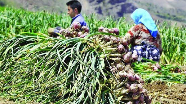 پیش‌بینی تولید ۶۰ هزار تُن سیر در همدان
