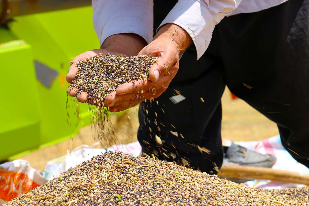 ۲۳ هزار تن کلزا در مازندران خرید تضمینی شد