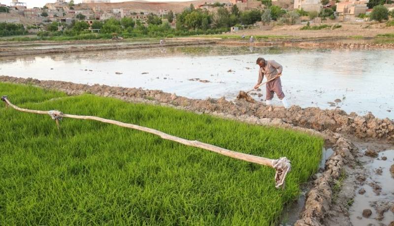 معاون امور زراعت وزارت جهاد کشاورزی: امسال 1.8 میلیون تن برنج در کشور تولید می شود