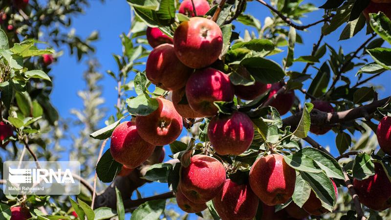 تولید ۶۰ هزار تن سیب در خراسانشمالی پیش بینی شد