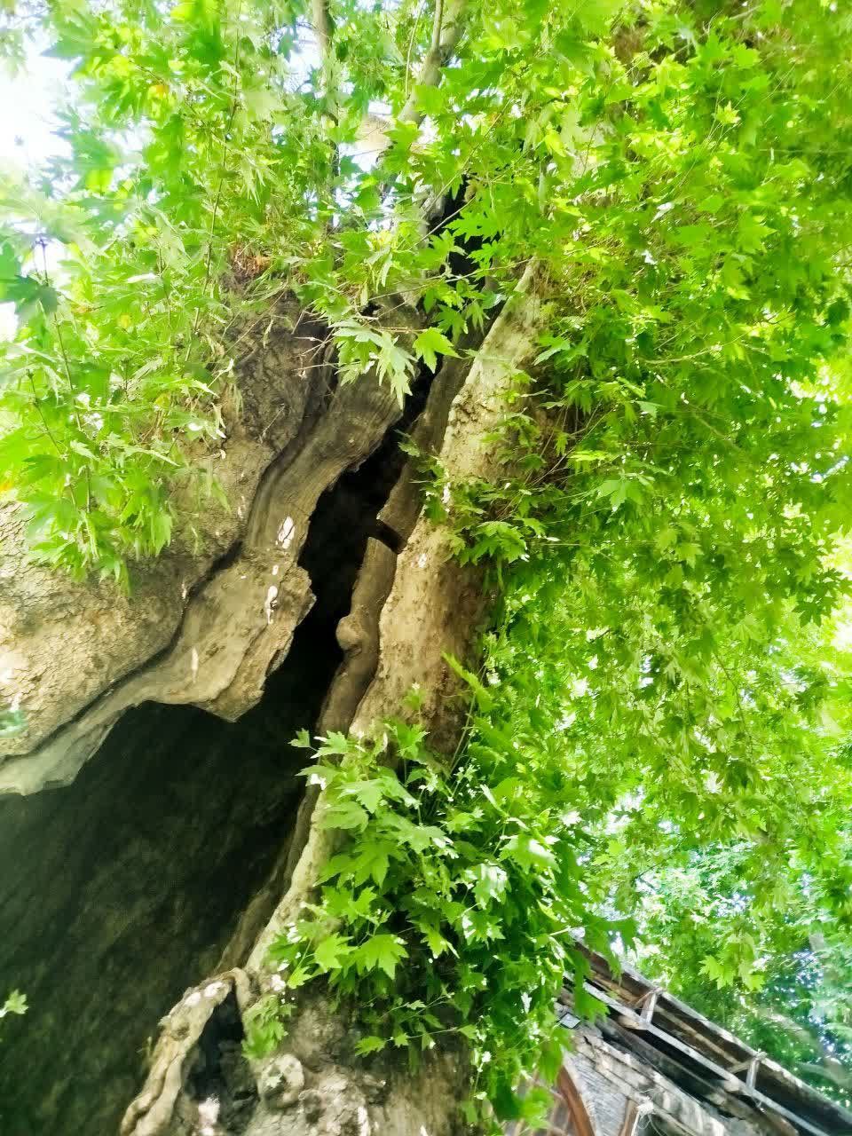 تصاویری از طبیعت زیبای روستای ازغد