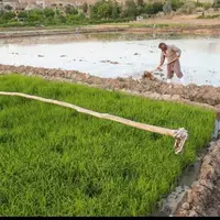 معاون امور زراعت وزارت جهاد کشاورزی: امسال ۱.۸ میلیون تن برنج در کشور تولید می شود