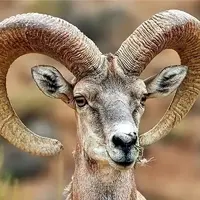لحظه دلهره آور درگیری تن به تن یک مرد با قوچ