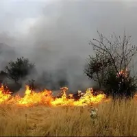 افزایش خطر آتش‌سوزی در پی گرم شدن هوا؛ آمادگی یگان حفاظت منابع طبیعی استان تهران