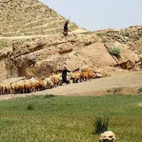 توزیع ۱۵ هزار تن علوفه برای تغذیه دام عشایر اصفهان