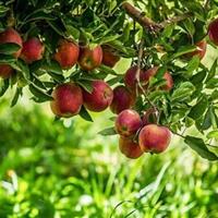 پیش بینی تولید ۶۰ هزار تن سیب در خراسان‌شمالی