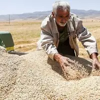 خریداری ۴۶ هزار تن گندم از کشاورزان همدانی 