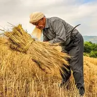 هشدار درباره تبعات تاخیر در اعلام قیمت خرید گندم