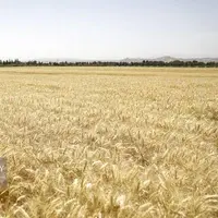۴.۵ میلیون تن گندم تحویل دولت شد