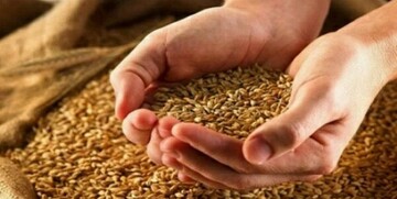 گندمکاران این خبر را بخوانند