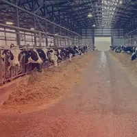 قیمت دام زنده امروز ۱۵ تیر ۱۴۰۴ 