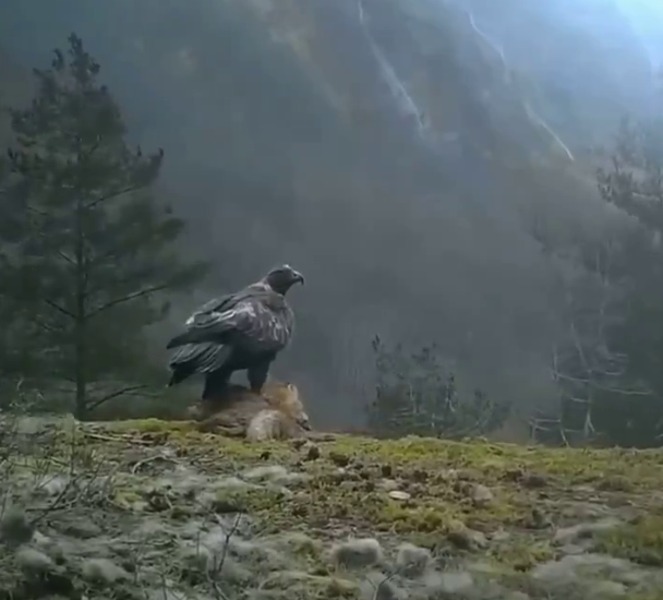 توانایی عقاب طلایی در بلند کردن روباه