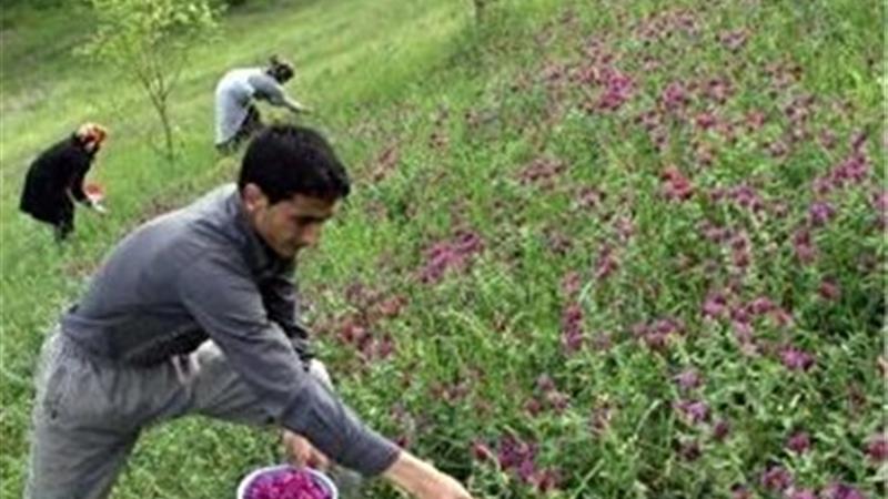 توسعه گیاهان دارویی، ارتقاء اقتصاد کشاورزان