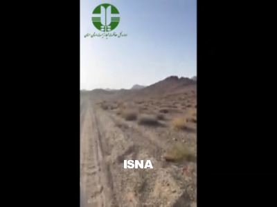 مشاهده هم‌زمان پنج یوزپلنگ آسیایی در پارک ملی توران