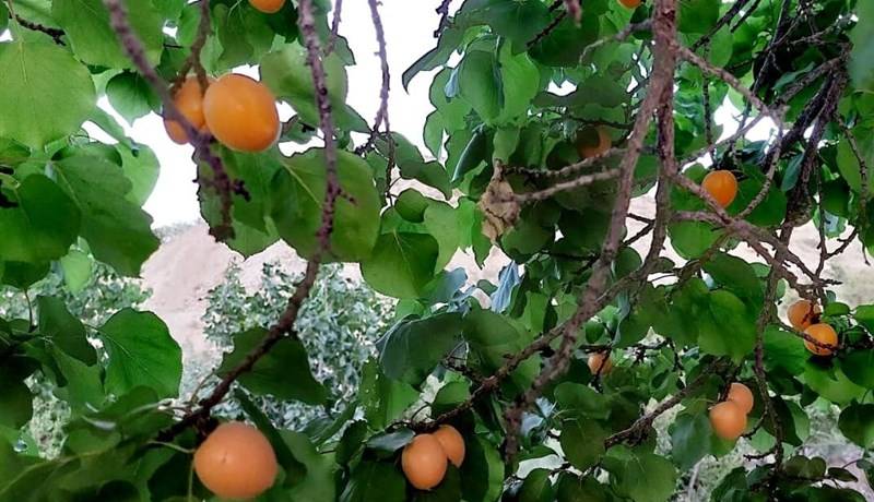 میوهای از دل خاکِ تشنه؛ زردآلوی دورود امیدی برای لرستان خشکیده!